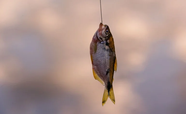 Alerta de Saúde: RN confirma novos casos de intoxicação por Ciguatera e reforça cuidados no consumo de peixes