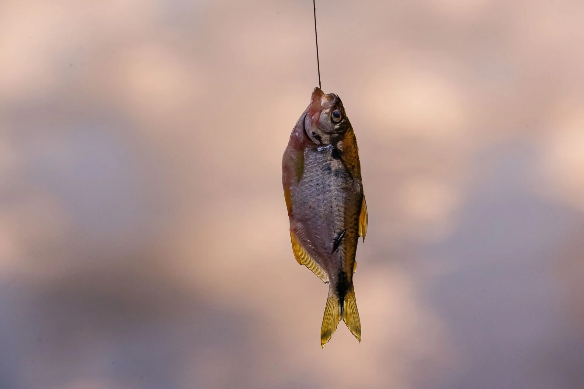 Alerta de Saúde: RN confirma novos casos de intoxicação por Ciguatera e reforça cuidados no consumo de peixes